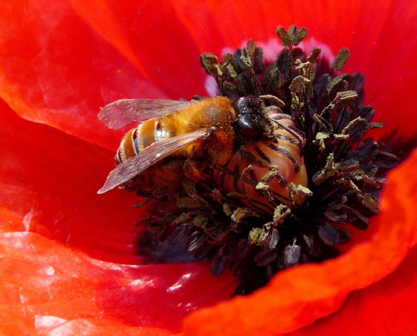 Sul papavero:  Andrena cfr.  nigroaenea  (Apidae Andreninae)